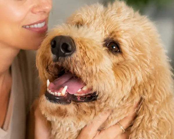 Happy dog with its owner representing everyday dental care