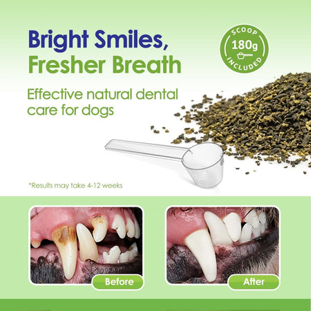 Best Dental Powder For Dogs