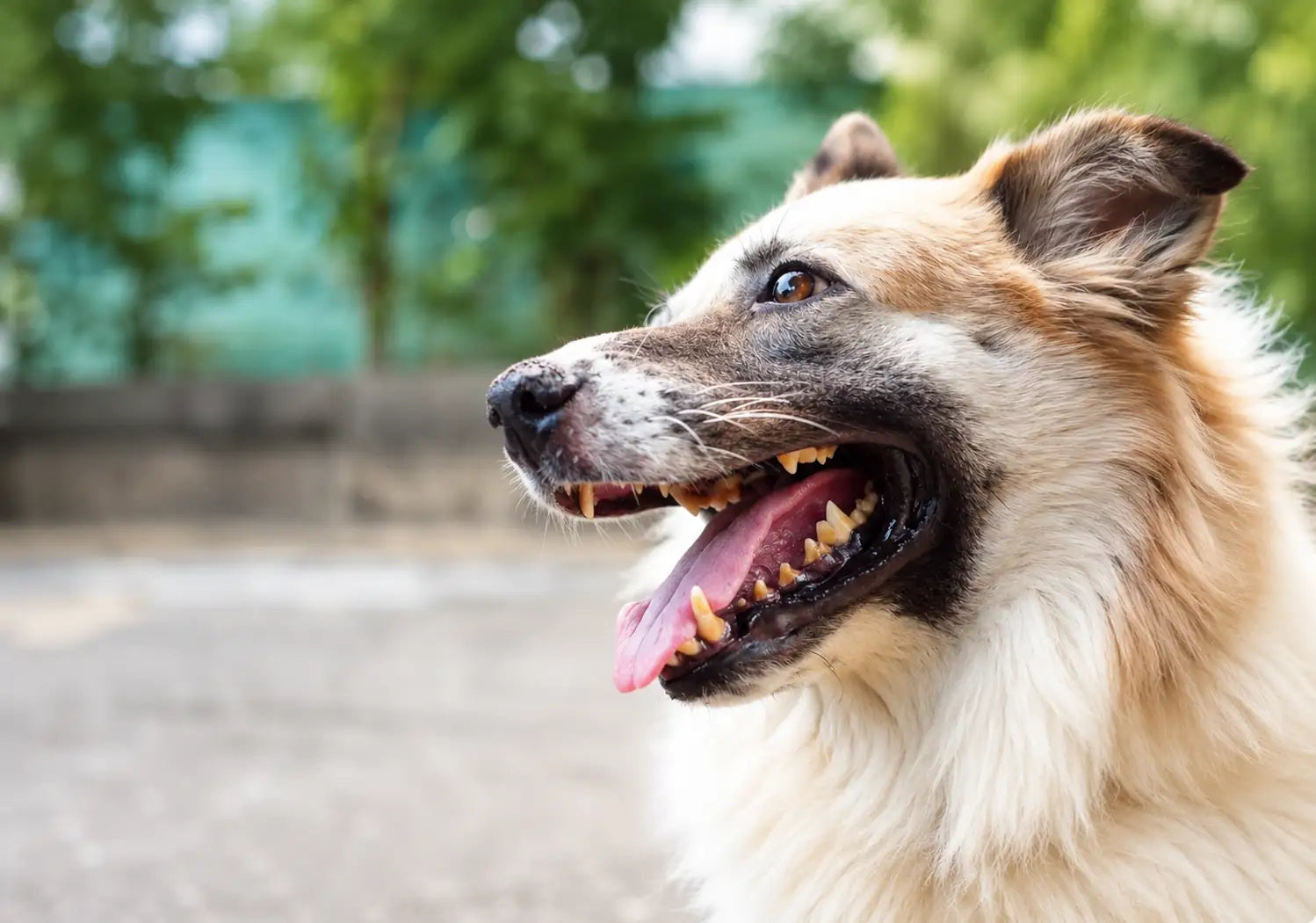 Dog with visible plaque and tartar buildup on teeth — signs of dental disease in dogs