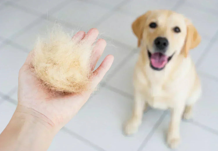 Dog shedding on sofa — excessive fur loss on furniture and clothes