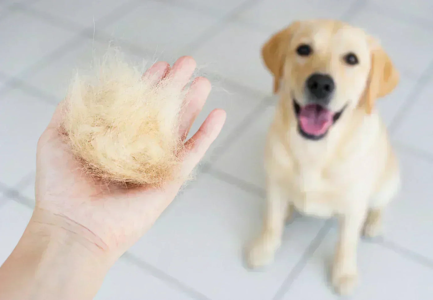 Dog shedding on sofa — excessive fur loss on furniture and clothes