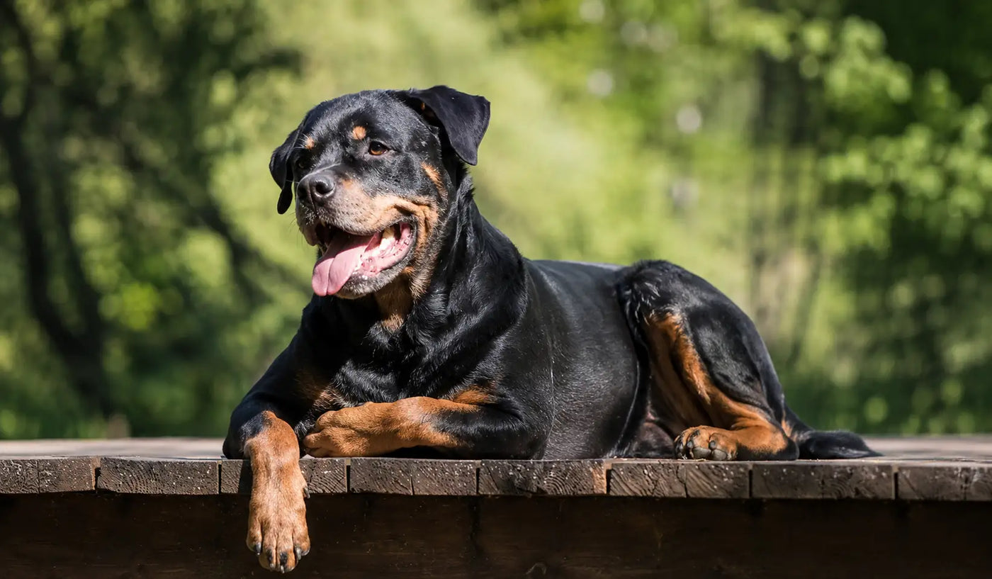 Hip dysplasia in dogs: signs, causes & how to manage it naturally