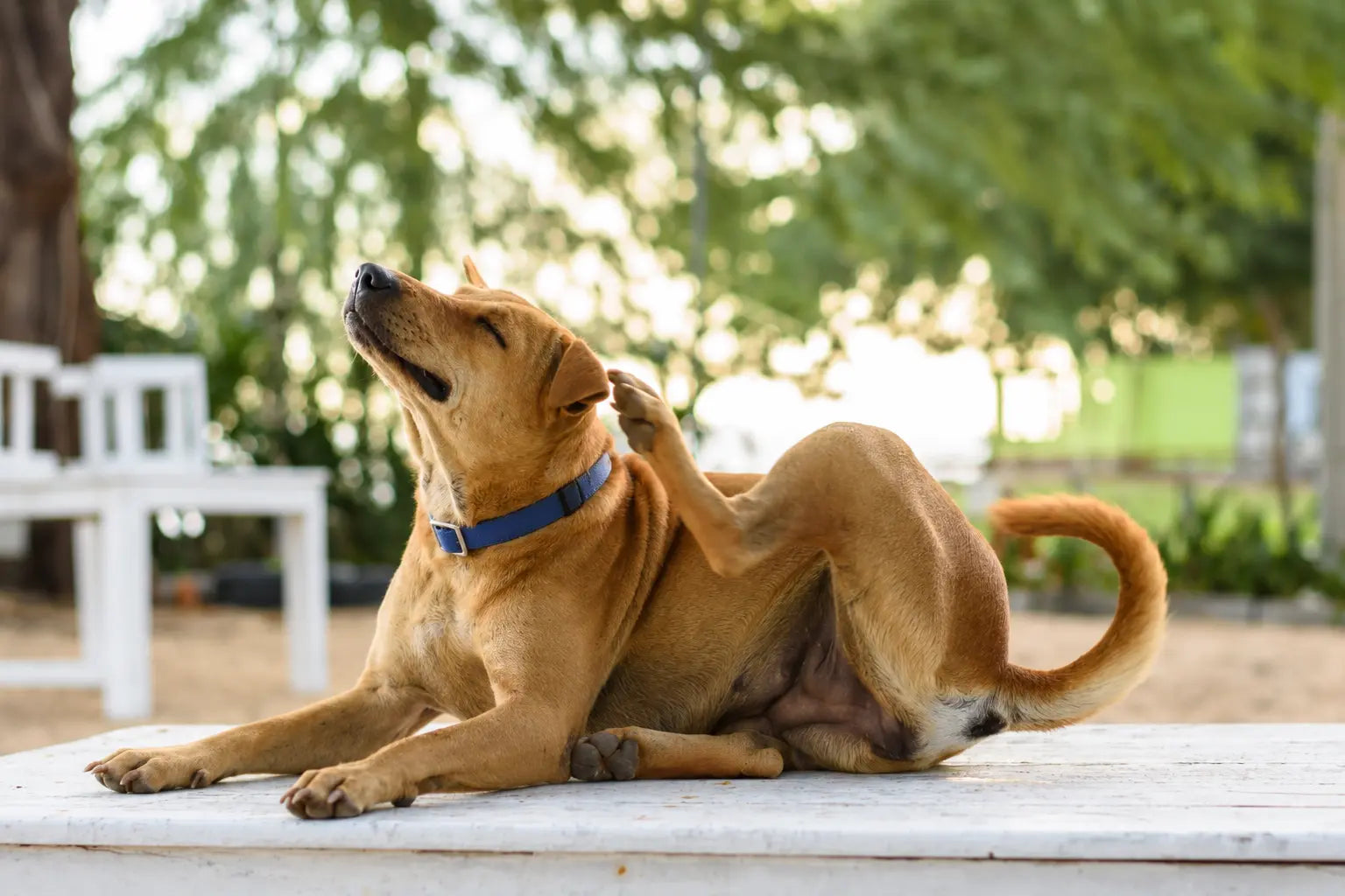 Dog scratching ear — signs of itchy skin and allergies in dogs