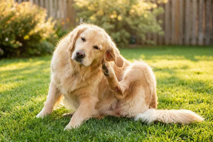 Dog with dry skin scratching — natural remedies for dog dry skin