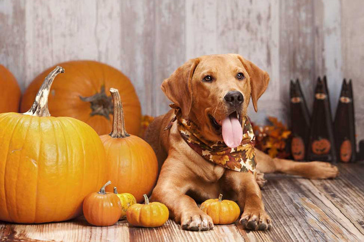 Happy dog sitting among pumpkins in autumn, symbolizing the benefits of pumpkin for dogs.
