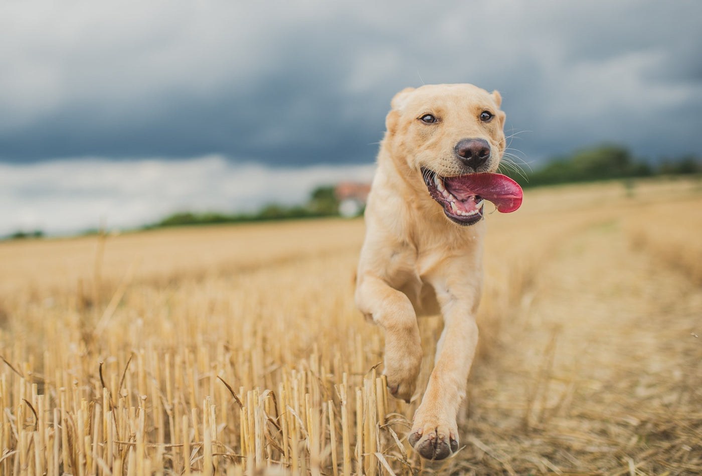 dog running freely after glucosamine chondroitin and MSM joint supplement for dogs