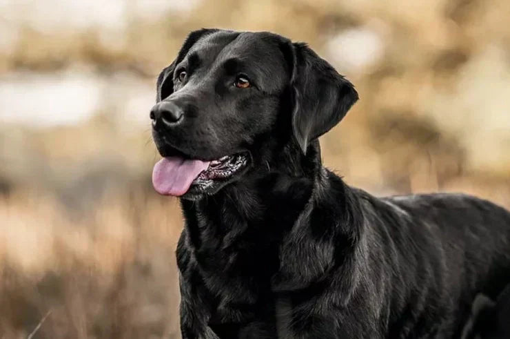 Fish oil for dogs — omega 3 supplement for healthy skin coat and joints