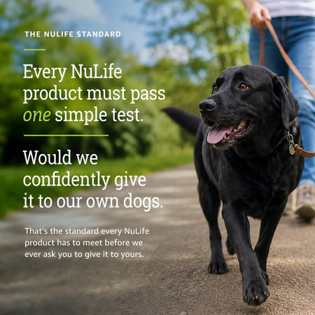 Active dog representing the NuLife standard of thoughtfully chosen products for dogs.