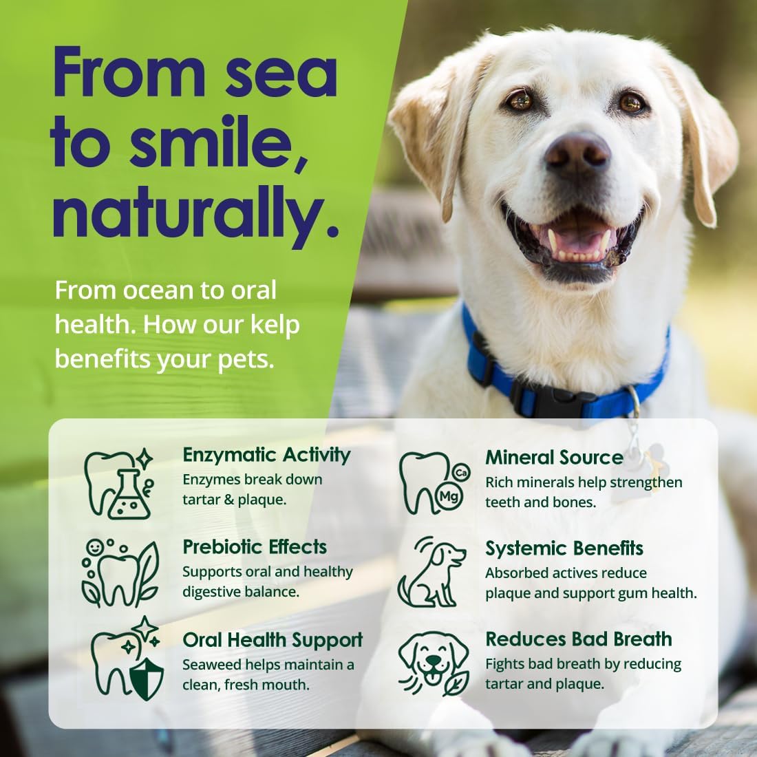 How to Use 12oz Dog Dental Powder Daily Scoop Sprinkle on Food - NuLife