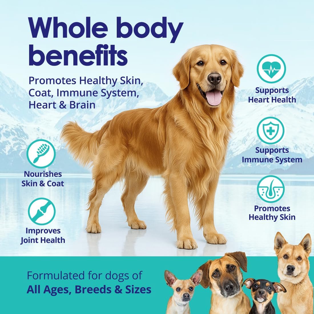 Golden Retriever showing whole-body benefits of omega-3: joint, skin, coat, immune and heart support