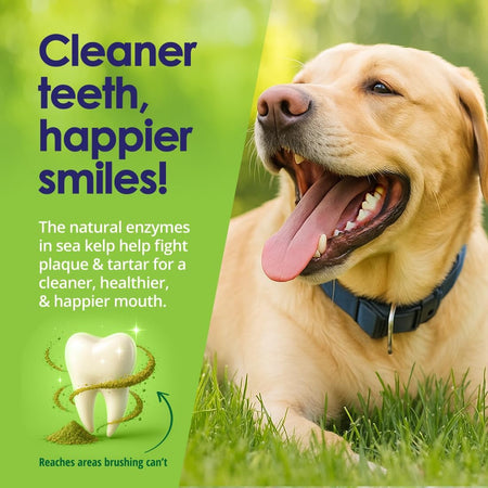 Natural Dog Dental Powder 12oz Ingredients USDA Organic Icelandic Kelp - NuLife