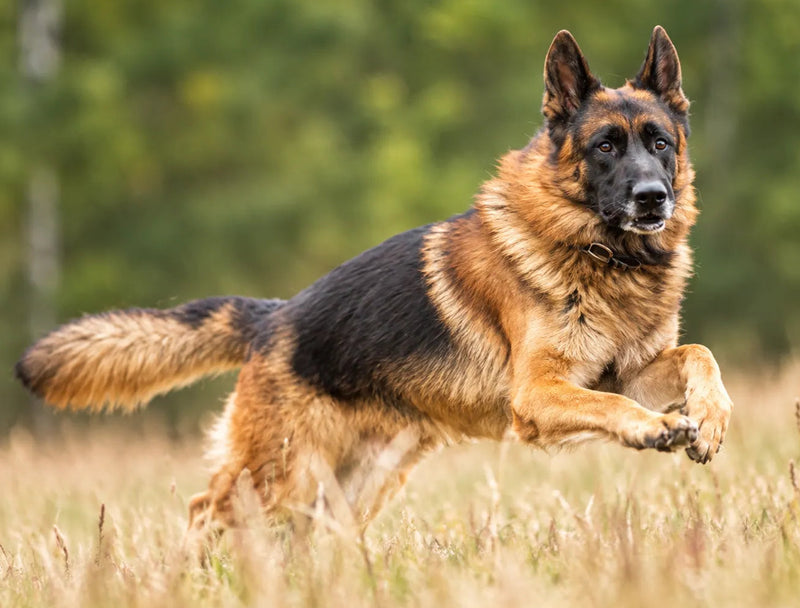 A German Shepherd running through a grassy field with a blurred green forest background.