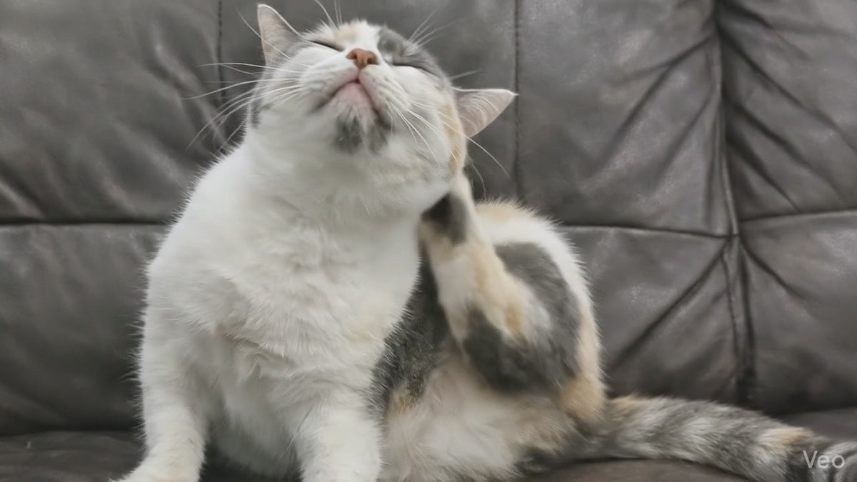 nulife-omega-3-fish-oil-for-cats-16oz-demo.mp4