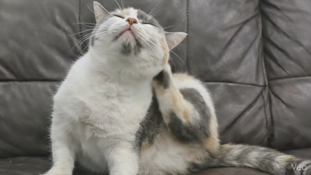 nulife-omega-3-fish-oil-for-cats-16oz-demo.mp4